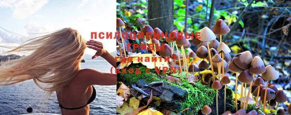гашик Алексин
